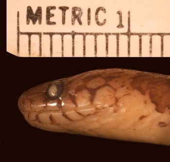 Media type: image;   Herpetology R-29294